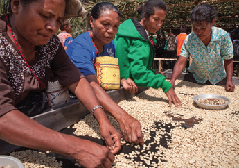 2050 hingga 2100, Kita Kekurangan Kopi dan Pasokan Pangan Bergizi