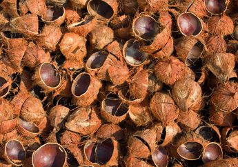 Asap Batok Kelapa jadi Obat Covid-19, Benarkah Ampuh Bunuh Virus Corona?