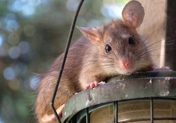 Cegah Tikus Masuk Rumah Cuma dengan Rawat 3 Tanaman Hias Ini