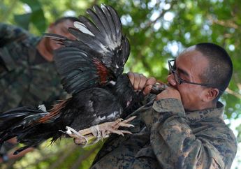 5 Latihan Militer Luar Biasa: Termasuk Menggigit Kepala Ayam Hidup di Thailand dalam 'Cobra Gold' yang Libatkan 13.000 Tentara