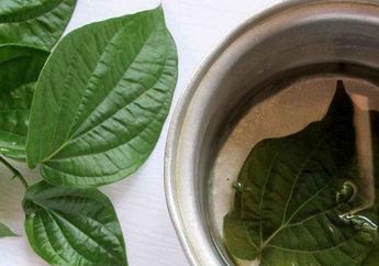 Kabar Baik Untuk Penderita Diabetes! Ramuan Daun Sirih Bisa Turunkan Gula Darah Lebih Baik dari Obat!