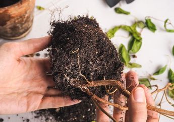 Busuk Akar Penyebab Utama Tanaman Indoor Mati, Obati dengan Cara Ini!