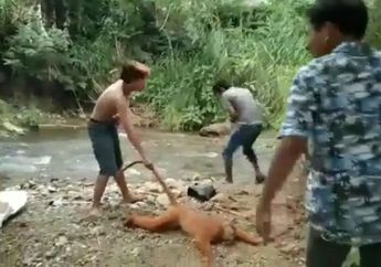 Cerita di Balik Hebohnya Video Dugaan Penyiksaan Satwa Langka Simpai