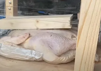 Teknik Memasak Ayam dengan Menamparnya Berkali-kali. Apakah Bisa?