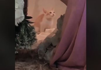 Nggak Ada Akhlak! Kucing Ini Boker saat Majikannya Sedang Lamaran