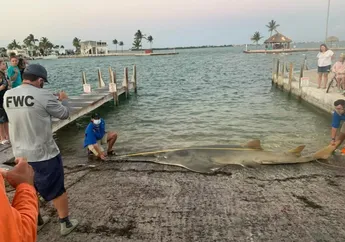Hiu Gergaji Terbesar di Dunia Ditemukan Terdampar di Florida