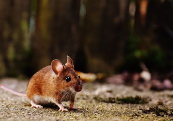 Tak Usah Repot! 2 Cara Alami Ini Ampuh Usir Tikus dari Rumah, Cukup Siapkan Daun Mint