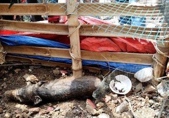 Disebut Berubah Wujud dari Manusia Berjubah dengan Kalung Tasbih, Kuburan Babi Ngepet di Depok Dibongkar, Polisi Temukan Fakta Mengejutkan Ini