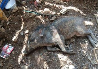 Sudah Dikubur Terpisah Antara Kepala dan Badan, Kuburan Babi Ngepet Bakal Dibongkar Warga Depok karena Alasan Mengejutkan Ini!