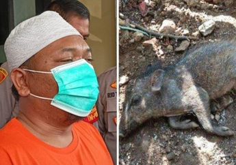 Hoaks Babi Ngepet Ternyata Sudah Direkayasa Tersangka Sebulan Sebelum Viral, Tujuannya Agar Lebih Terkenal di Kampung!