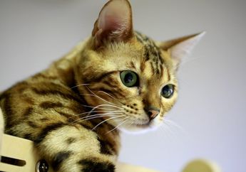 Ketahui Mood Kucing dari Macam-Macam Pose Tidur Mereka