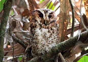 Hilang 125 Tahun, Burung Hantu Bermata Oranye Terlihat Lagi di Borneo