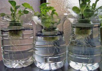 Jangan Takut Gagal, Berkebun Hidroponik 95% Berhasil Panen, Asal…