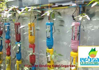 Paling Mudah! Cara Menanam Hidroponik Substrat dengan Sistem Tetes