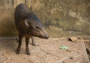 Babi Terkecil di Dunia, yang Sempat Dikira Punah, Kembali ke Alam