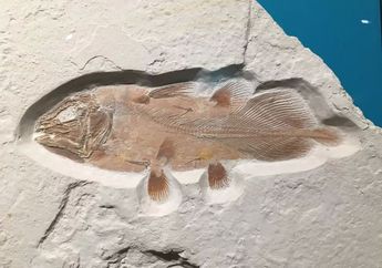 Inilah Penampakan Ikan Tertua dari Zaman Dinosaurus, Ditemukan Masih Hidup di Lepas Pantai Madagaskar
