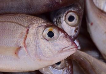 Jangan Sampai Kena Tipu Pedagang Nakal, STOP Beli Ikan Jika Punya Tanda-tanda Seperti ini