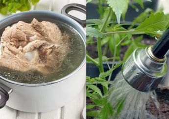 BERITA POPULER : Manfaat Merebus Daging dengan Air Kelapa Sampai Manfaat Siram Air yang Sudah Dicampur Baking Soda ke Tanaman