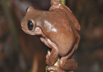 Mirip Cokelat Harry Potter, Temuan Katak Spesies Baru di Papua Nugini
