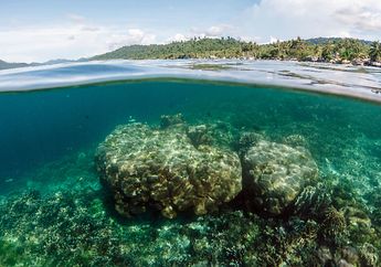 Lebih 30 Persen Terumbu Karang Pesisir Indonesia dalam Kondisi Buruk