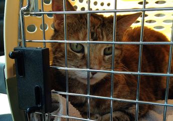 Traveling Pakai Mobil Pribadi Sambil Bawa Kucing, Begini Caranya
