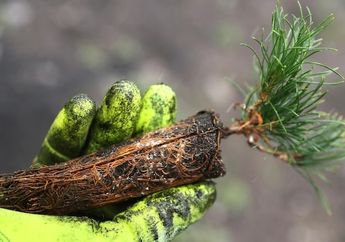 Tanam Pohon Bantu Perangi Perubahan Iklim, Tetapi Butuh Miliaran Bibit
