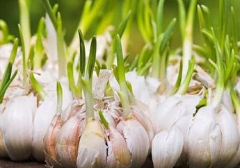 Wow! Ramuan Bahan dari Dapur Ini Obati Infeksi karena Diabetes Melebilihi Efektifnya Antibiotik Modern