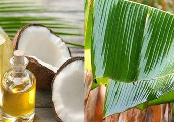 BERITA POPULER : Dari Manfaat Oles Minyak Kelapa ke Perut Setelah Mandi sampai Khasiat Makan Daun Pisang Kering Setiap Hari