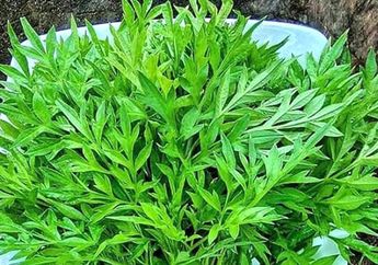 Padahal Cuma Makan Daun Kenikir Setiap Hari, Seorang Ibu Rumah Tangga Ketagihan saat Liat Perubahan Pada Tubuhnya Ini