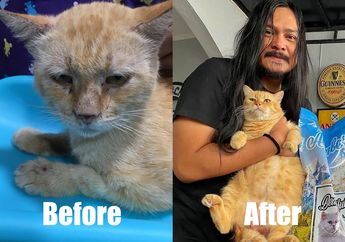 Kisah Omon, Kucing Oren Sekarat yang Diselamatkan Stevi Item 'DeadSquad'