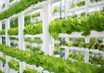 Berkebun Hidroponik bisa Jadi Ladang Bisnis, Ini Cara Memulainya!