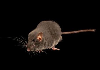 Tikus Kerdil Cina Punya Mata Buta, tapi Bisa 'Melihat' Pakai Telinga