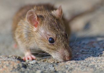 Anda Pasti Menyesal karena Baru Tahu, Cara Mengusir Tikus dengan Bubuk Kentang Ternyata Ampuh Bikin Mereka Enggak Mau Balik Lagi