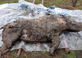Badak Berbulu Purba Ditemukan Membeku di Siberia, 80 Persen Utuh