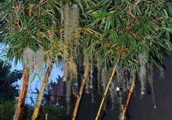 Tanaman Bambu Kuning jadi Kanopi Hidup, Cara Menanam Unik yang Bikin Taman Lebih Cantik