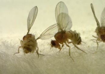 Ahli Biologi Singkap Dua Spesies Jamur Ini Membuat Lalat Jadi Zombie