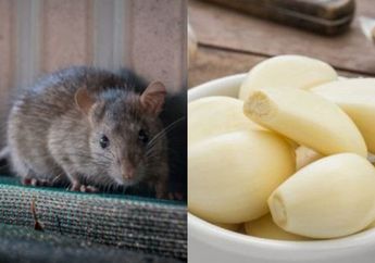 Jarang Ada yang Tahu, Ternyata Cuma Pakai Bawang dan Tomat, Tikus di Rumah Bakal Kabur!