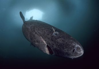 Ahli Biologi Kelautan Temukan Hiu Greenland Tertua, Usianya 400 Tahun!