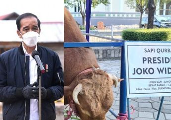 Seakan Tak Mau Kalah dari Pemiliknya yang Dijaga Paspampres Tiap Waktu, Sapi Kurban Presiden Jokowi Punya 6 Pengawal Khusus yang Berjaga 24 Jam Penuh, Ternyata Ini Alasannya