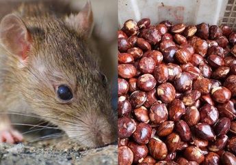 Enggak Banyak yang Tahu! Kulit Jengkol Ternyata Bisa Usir Bikin Tikus Pergi dari Rumah, Begini Cara Pakainya!
