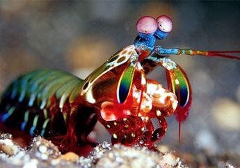 Ini Contoh Hewan Vertebrata dan Invertebrata dengan Cara Geraknya