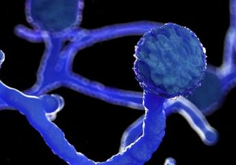 Mucormycosis, Infeksi Jamur Hitam yang Dipenuhi Mitos, Ini Faktanya