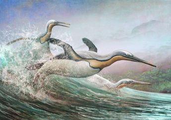 'Penguin Monster' Julukan Temuan Fosil Penguin Setinggi Manusia