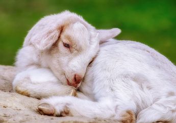 Berita Shio Kambing Terbaru Hari Ini Grid Id