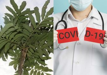 Disebut Bisa Sembuhkan Covid-19, Daun ini Diburu Sampai ke Hutan! Caranya Cuma Direbus dengan Serai dan Jahe Merah, Apa itu?