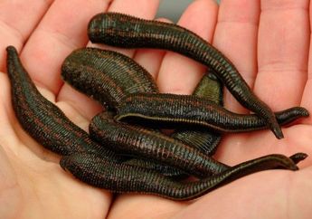 Contoh Hewan Invertebrata Beserta Ciri-ciri dan Klasifikasinya