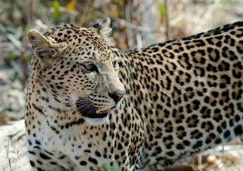 Peneliti Bingung Macan Tutul Liar di India Ini Mati dan Positif Corona