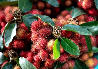 Tolong Mulai Sekarang Coba Rutin Minum Air Rebusan Daun Rambutan Setelah Bangun Tidur Jika Ingin Merasakan Perubahan Luar Biasa Ini Terjadi pada Tubuhmu
