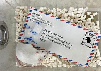 Peneliti Jepang, Temukan Metode Unik Mengirim Sperma Tikus Melalui Pos