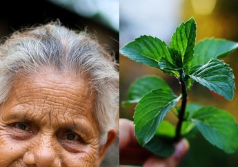Para Perempuan Beruban Pasti Bersorak Gembira karena Dalam Waktu 45 Menit Uban di Kepala Hilang Permanen dan Rambut Jadi Sehat Berkilau Hanya Modal Daun Mint, Begini Caranya